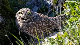 Burrowing Owl at Tolay Lake Regional Park