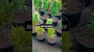 #plant #dispatch #yt #ytshort #shortsfeed #nursery #trending #subscribe #explore #shortvideo #yt