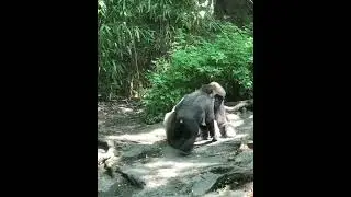 Cute primates #cute #cuteanimals #animals #animallover