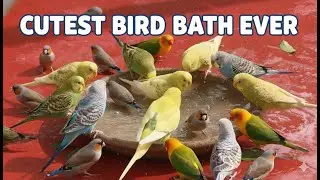 Cutest Birds Taking a Bath You'll Ever See! 🐦✨ Too Adorable to Handle 💕