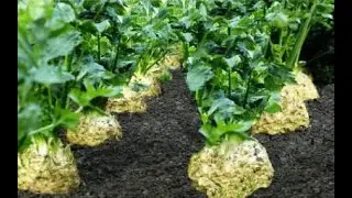 The Life Cycle of Celeriac | Modern Agriculture Planting and Harvesting Root Celery