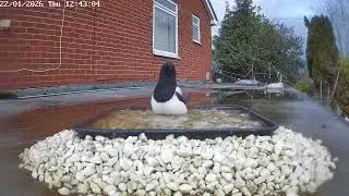 Magpie bathing, 22nd January 2026