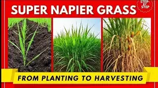 Super Napier Grass from Planting to Harvesting