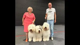 2 days Intern show Luxemburg end of August 2025 old English sheepdogs