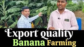 Export quality Banana, Banana farming, g9 Banana farming, Banana farming, #bananafarming