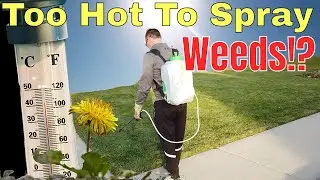 Too hot to spray? Weed Killer on grass, Can You Spray Weeds When It's Hot Outside?