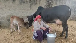 How To Milk a Cow | गाय का दूध कैसे निका‍लते हैं | Day 59 | Tanvish Family