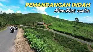 Menikmati Keindahan Alam, Kebun Teh Bojonggambir Tasikmalaya, Pedesaan Jawa Barat
