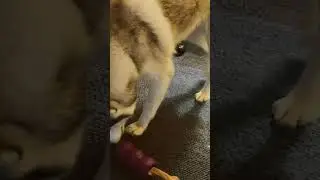 Husky Chewing on a GOOD Thing!