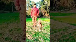 #pitbull #pitbullmusic#pitbulllive#pitbullsongs#youtubeshorts #sidhumoosewala #viral