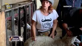 Akkoyun Karaoğlak-Irklar ve Melezlemeler Hakkında Bilmediklerimiz
