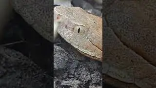Let's explore the wild together on Reptile Quest!!