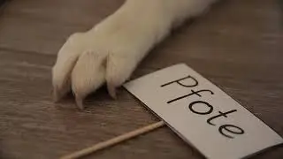 K&ouml;rperbau des Hundes