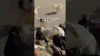 Parque De Los Patos 🦆🫢 #shorts #viral