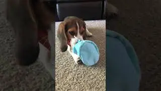 Barkbox toy | Beagle puppy loves his barkbox toys | cutest puppy video