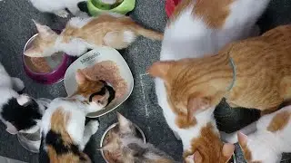 breakfast time all Rescued Cats 10-07-23 #cat #rescued #kitten #catlover #subscribe #love #angel