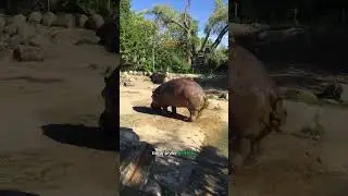 Su Aygırı Kuyruğunu Sallarsa Ka&ccedil;ın! 🦛
