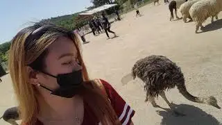 IKSAN TOUR ANIMALS OUTSIDE 4 South Korea