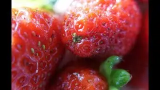 Cours de permaculture sur les fraises