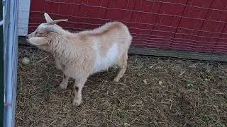 Meet Zara Our new doe.Watching hank.Shes so curious #doe #goat #cuteanimals #adorable #farm #farming