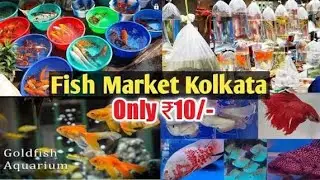 Galiff Street pet market | 📌 Fish,Birds, Dogs price update| 📌Betta fish price| Fish accessories | 