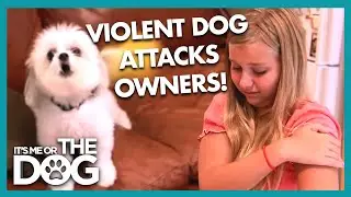 Aggressive Dog Bites Child! Mom Doesn't Care?! | It's Me Or The Dog