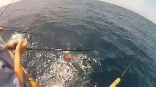Yellowtail #14 (2014 season)