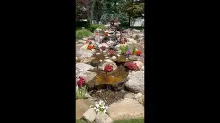 Serene Backyard Pondless Waterfall #OutdoorOasis #BackyardGoals #shorts