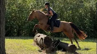 Truffle - 2021 Buckskin BLM Mustang Gelding - Jumping Bridleless for the First Time - 09/08/2025