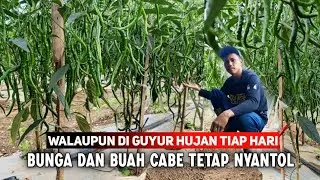 TIPS MERAWAT TANAMAN CABE  AGAR BUNGA DAN BUAH MAKSIMAL WALAUPUN DI MUSIM HUJAN 