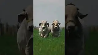 ongole bulls In Brazil