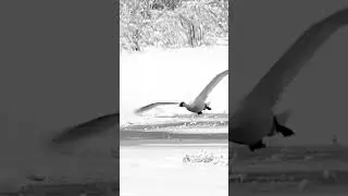 Wildlife Photography -  Trumpeter Swans - Grand Teton National Park / Jackson Hole / Yellowstone