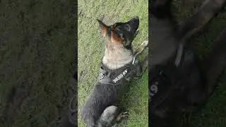 Strikeline Czech DDR German Shepherd - Test of Courage Bitework