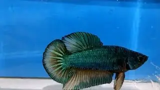 Green yellow dragon scale HMPK