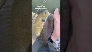 Nice Bluegill on the fly rod today!! #shorts #nature #jokes