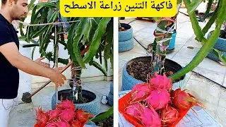 أخيرًا! قطف ثمار التنين من حديقتي على السطح