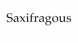 How to Pronounce Saxifragous