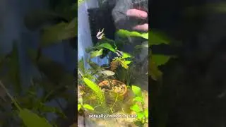 Sick fish are a part of fishkeeping. #fishkeepinghobby #aquariumfish #fishbreeder #fish  #disease