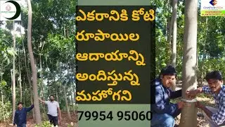 chaturveda Mahogany plantation