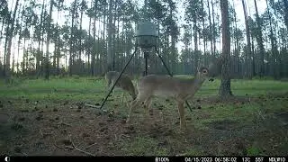 04162023 trail cam vids.mp4