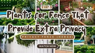 Top 5 Plants for Fence That Provide EXTRA Privacy
