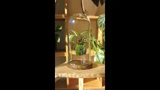 Floating Moss Ball 🌳