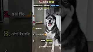 ranking Dogs understanding english (part2)