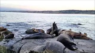 La Jolla, San Diego Sea Lions 🇺🇸