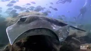 Three different species of rays diving at Los Gigantes (Spain)