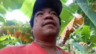 Phil.wild mushroom 2nd day hunting mamarang