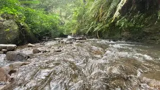 Peaceful River Water Flow for Deep Sleep and Relaxation 8 Hours