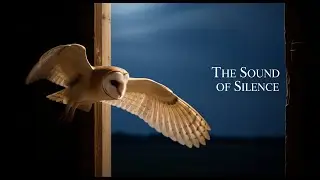Barn Owl Secrets You Never Knew