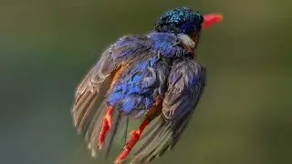 Wildlife photography at intaka island ( Cape Town ) 