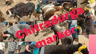 Chitradurga sheep & goar market